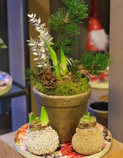 Amaryllis dekoriert Advent