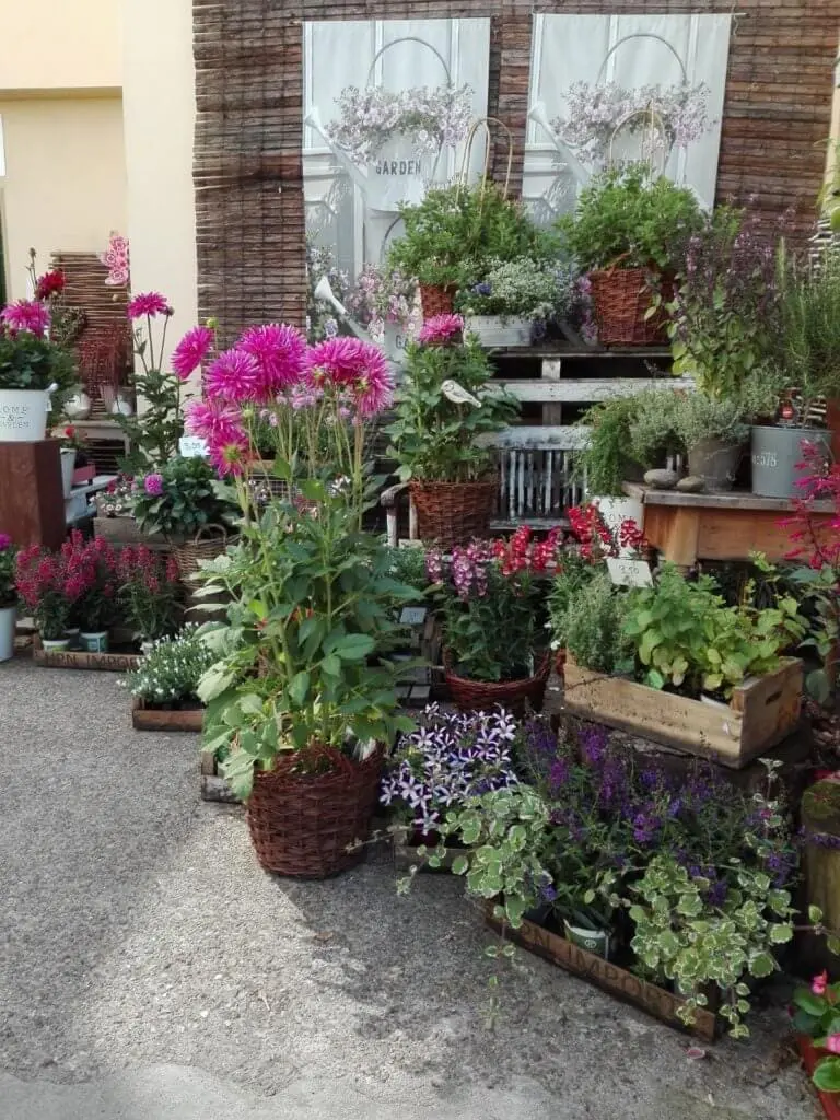 Blumen Kaimer Aussenbereich