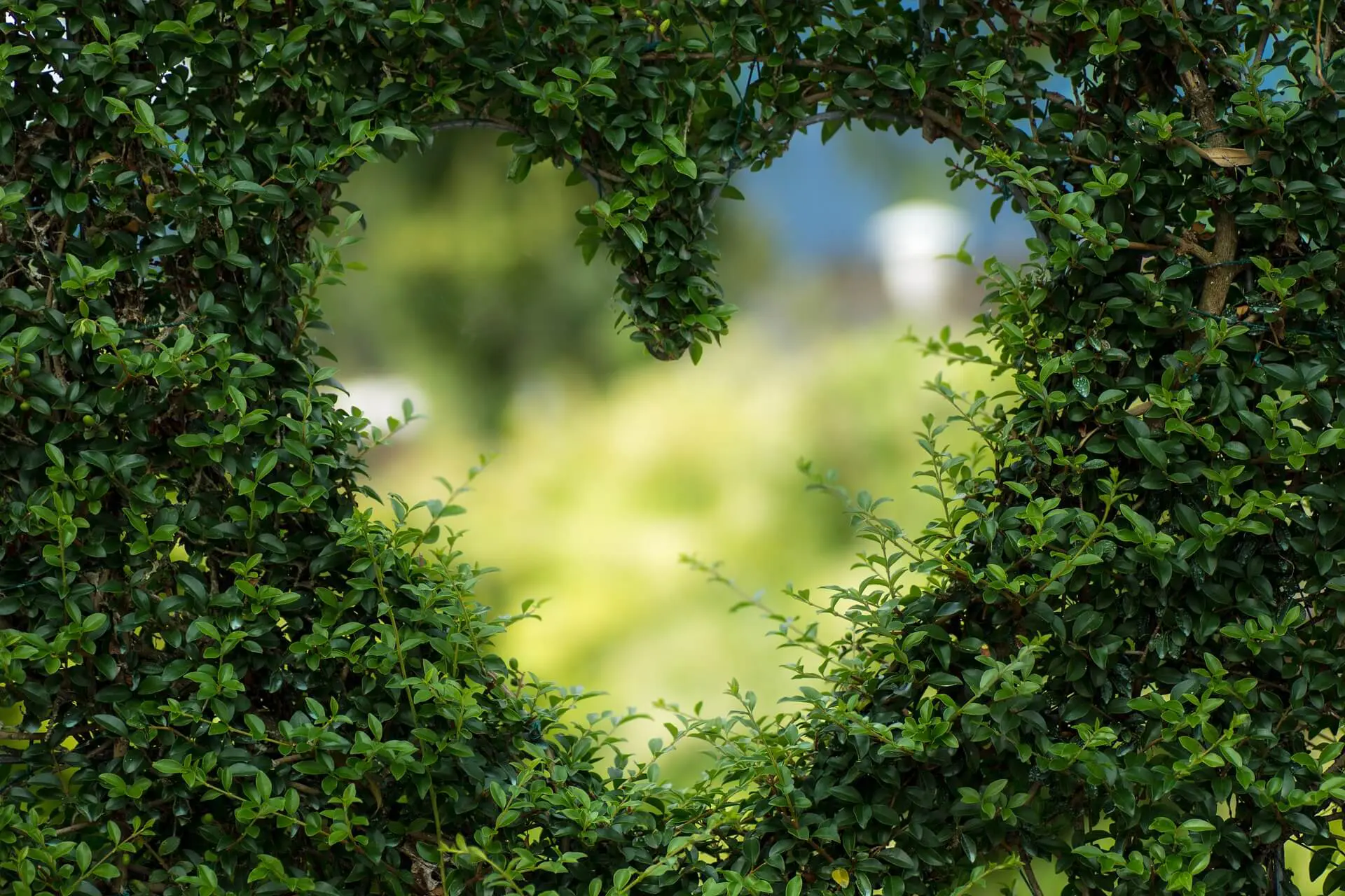 Valentinstag Bei Blumenkaimer